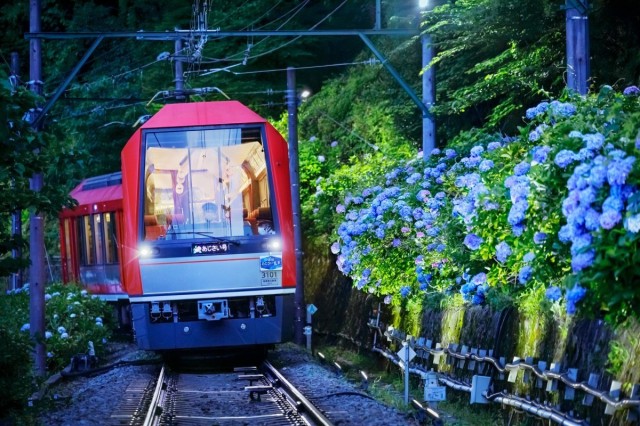 箱根 あじさい電車